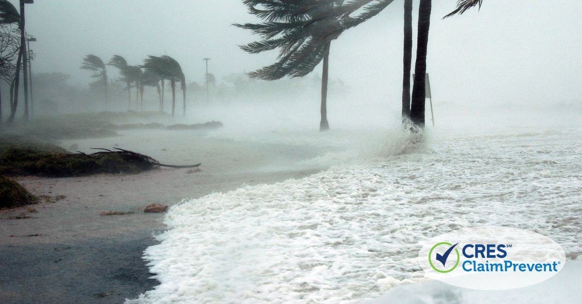 palm trees blowing in wind and rain